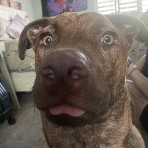 Fundraising Page: Adrielle Tetting